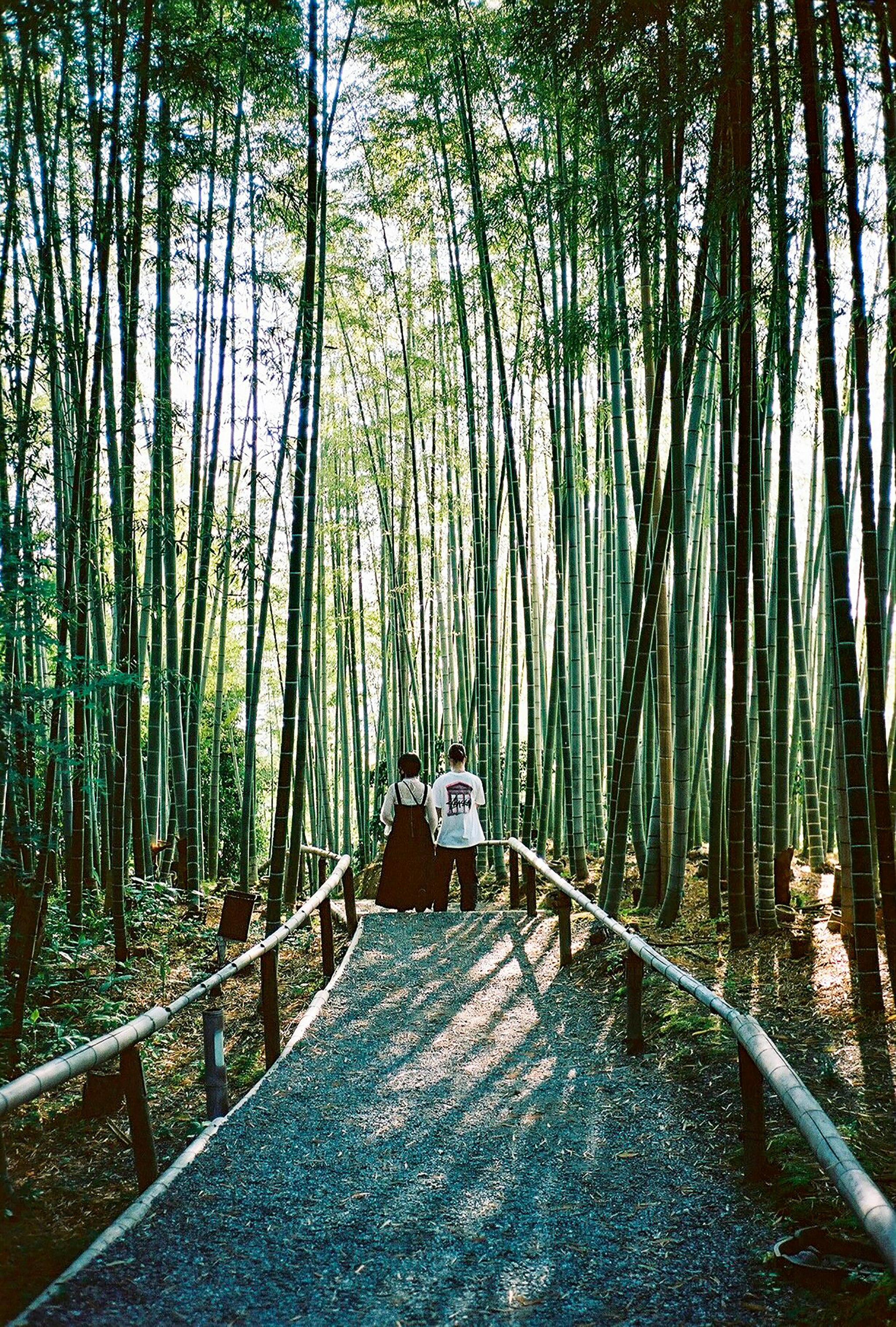 brown wooden bridge in the middle of the woods